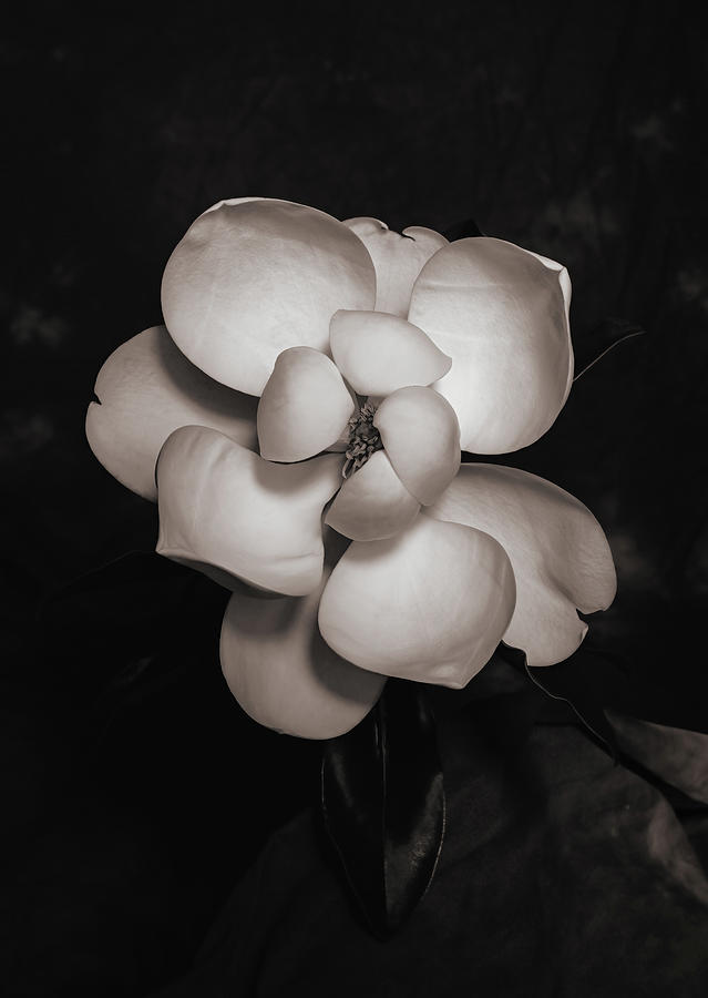 Magnolia Movie Photograph - Magnolia Blossom 4 by Connie Carr