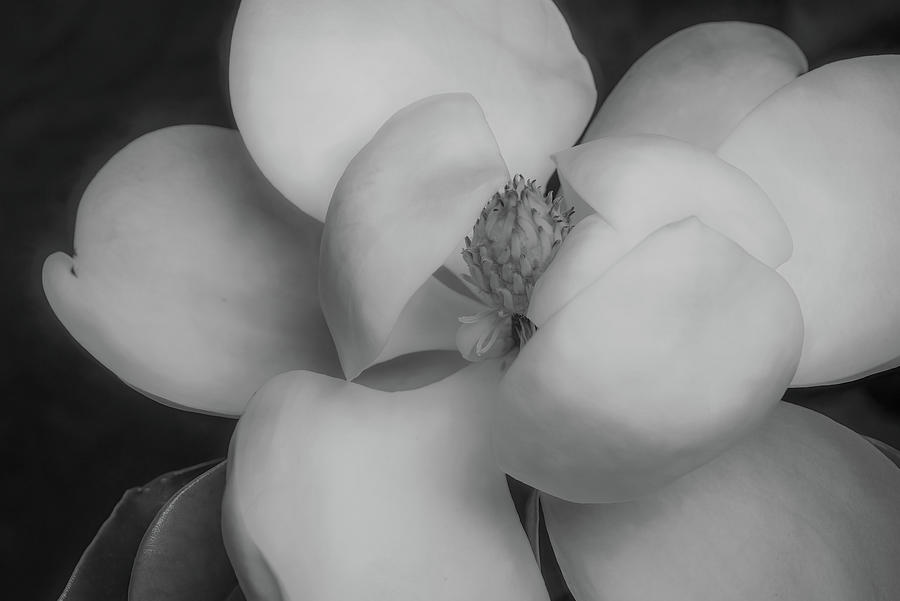 Magnolia Movie Photograph - Magnolia Blossom 5 by Connie Carr