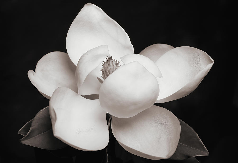 Magnolia Movie Photograph - Magnolia Blossom 7 by Connie Carr