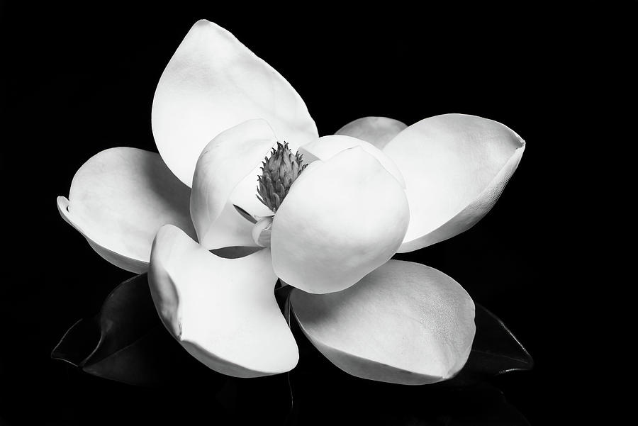 Magnolia Movie Photograph - Magnolia Blossom 8 by Connie Carr
