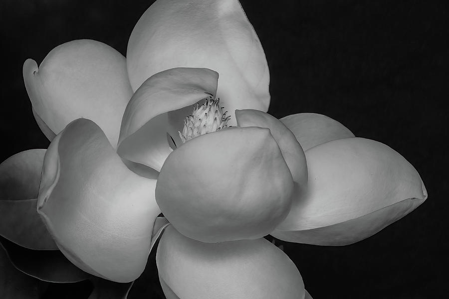 Magnolia Movie Photograph - Magnolia Blossom 9 by Connie Carr