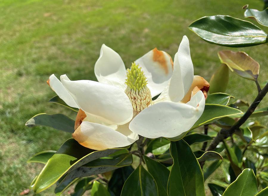 Magnolia Blossom Photograph by Bill Swartwout