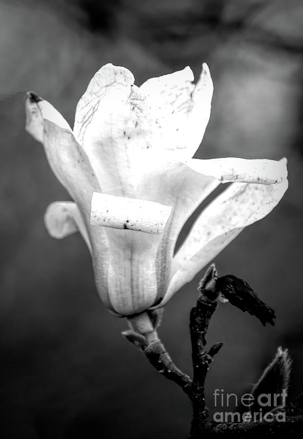 Magnolia Blossom Black and White Photograph by Kerri Farley