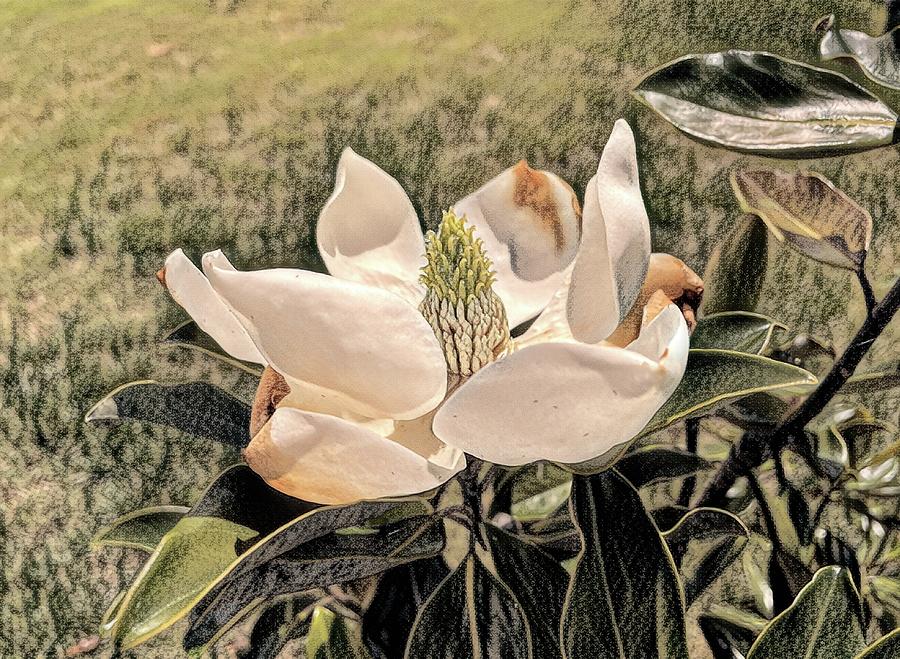 Magnolia Blossom Charcoal Sketch Photograph by Bill Swartwout