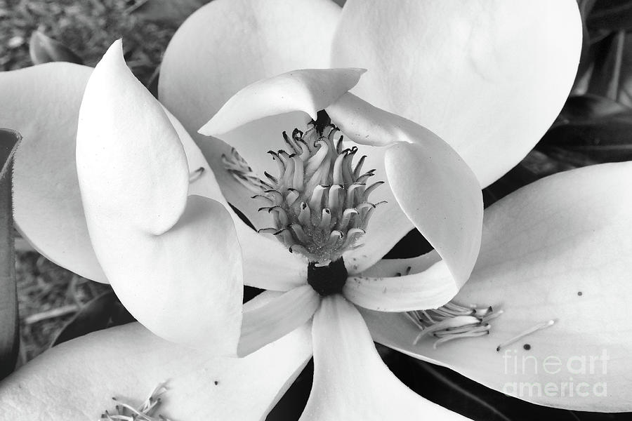 Magnolia Blossom - Classic Black and White Photograph by Scott Cameron