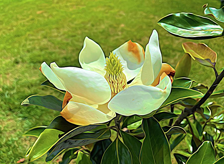 Magnolia Blossom Expressionism Photograph by Bill Swartwout