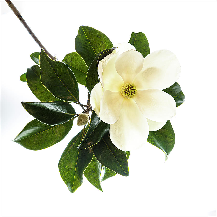 Magnolia Movie Photograph - Magnolia Blossom by Gordon Ripley