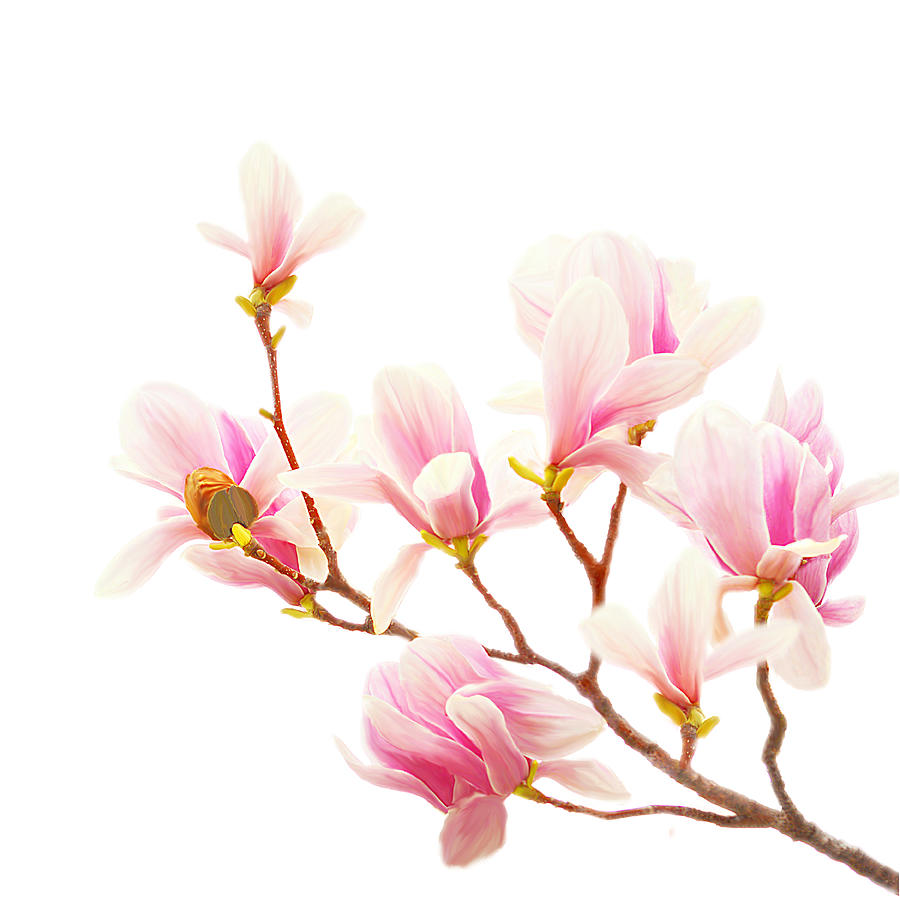 Magnolia Blossom I on White Photograph by Joan Han