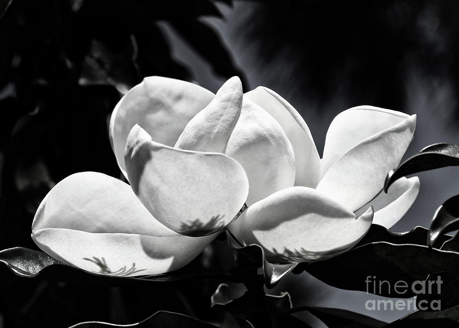 Magnolia blossom in Black and White Photograph by Neala McCarten