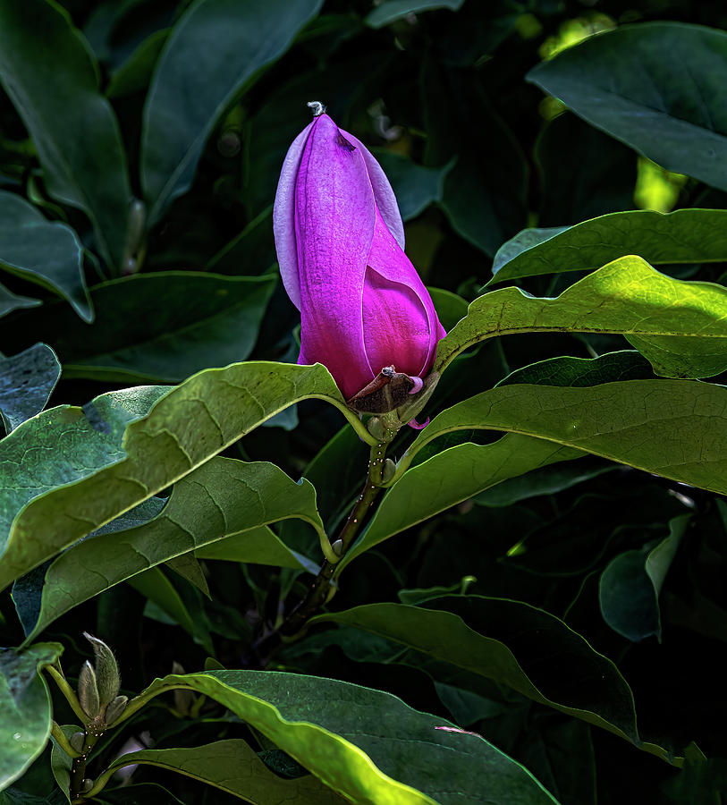 Magnolia Blossom in Late Summer Photograph by Robert Ullmann