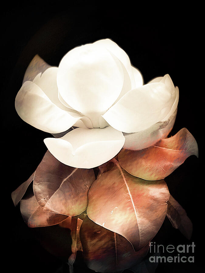 Magnolia Blossom Photograph by Jenny Revitz Soper
