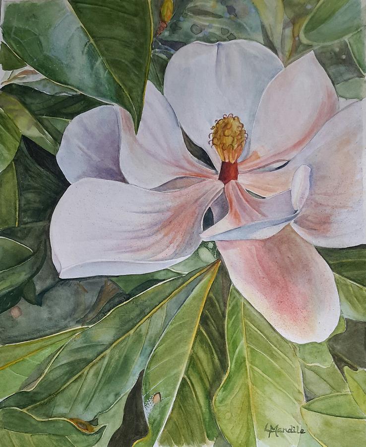 Magnolia Blossom Painting by Laura Mandile - Fine Art America