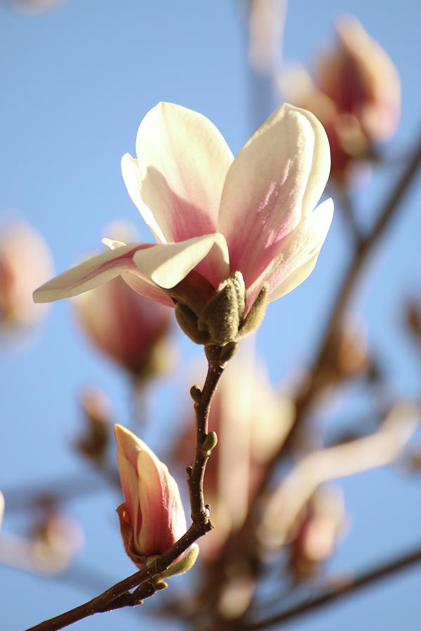 Magnolia Blossom Photograph by Laurie Lago Rispoli
