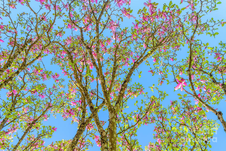 Magnolia blossom Photograph by Michael Wheatley