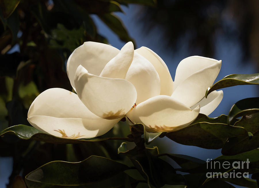 Magnolia Blossom Photograph by Neala McCarten