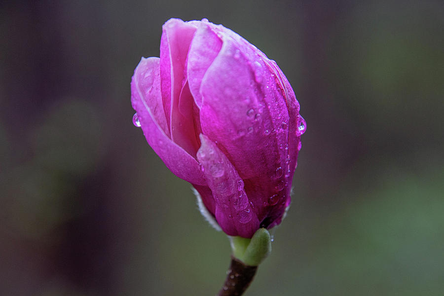 Magnolia Blossom Photograph by Randy Bayne