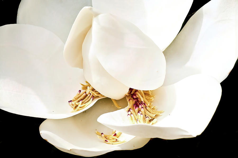 Magnolia Blossom with Stamens in Petals Photograph by Darryl Brooks