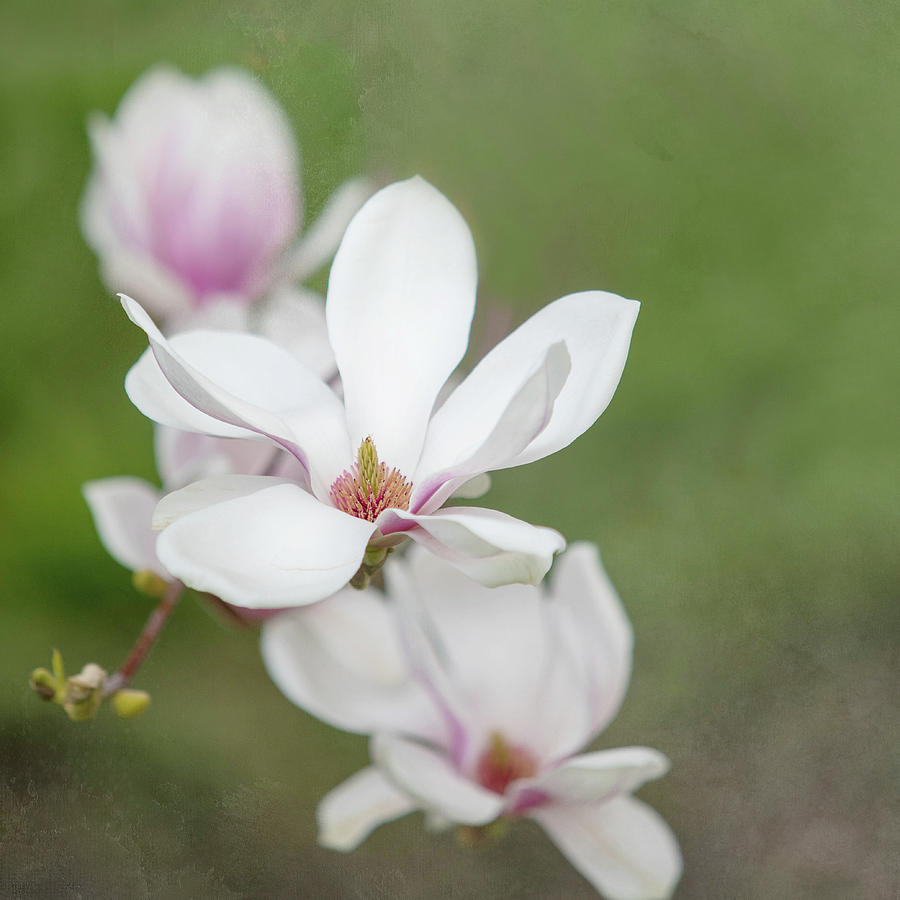 Magnolia Blossomes Photograph by Rebecca Cozart
