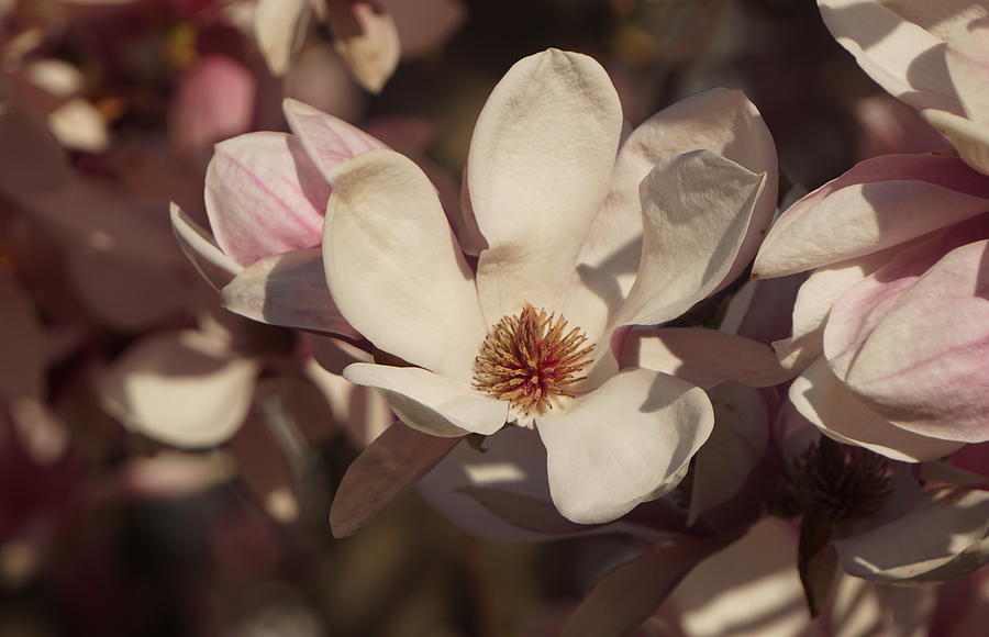 Magnolia Blossoms Photograph by Caryn La Greca