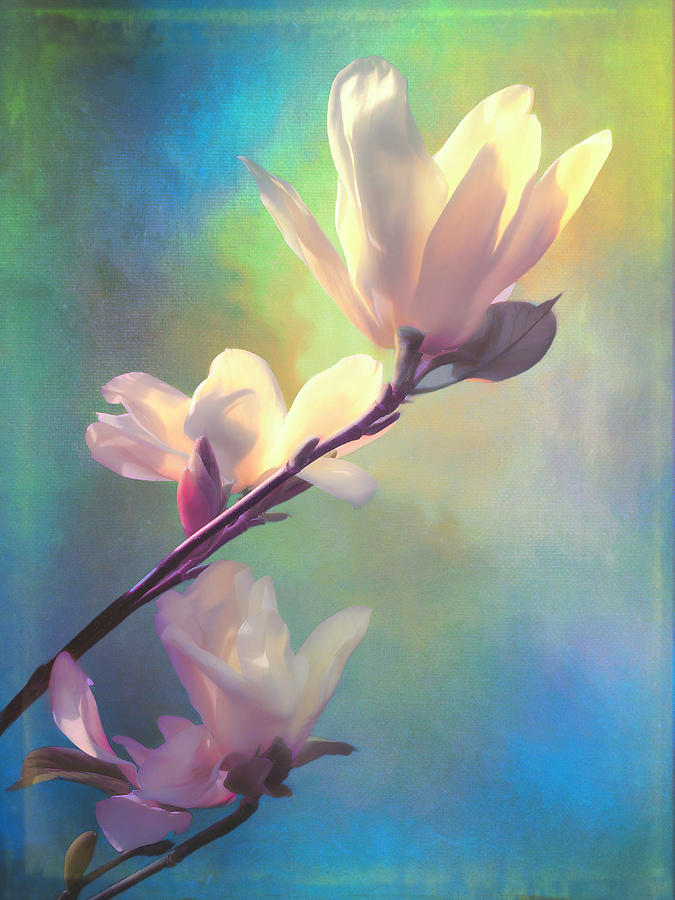 Magnolia Blossoms Photograph by Christina Ford