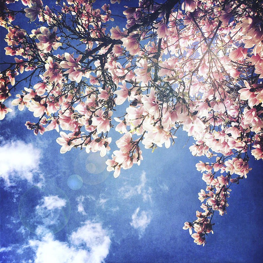 Magnolia blossoms in front of blue sky Photograph by Larissa Veronesi