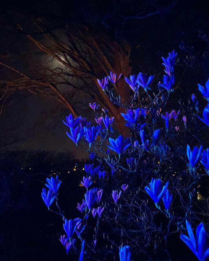 Flower Photograph - Magnolia Blossoms In The Moonlight by Steve Swindells