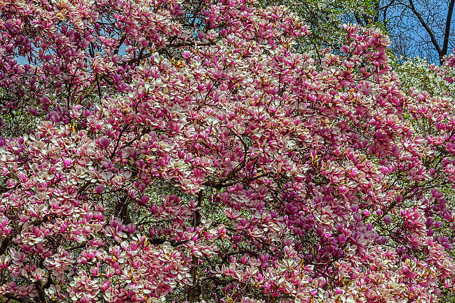 Magnolia Blossoms_12 Photograph