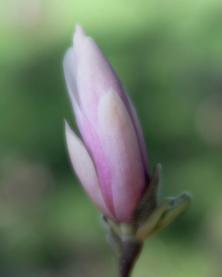 Magnolia Bud Photograph by Forest Floor Photography