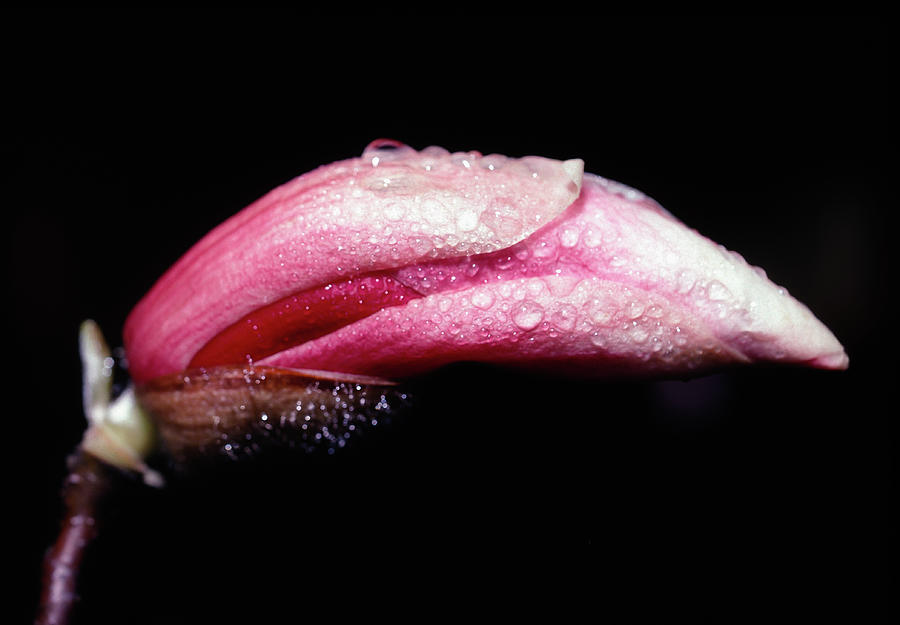 Magnolia Bud Photograph by Steven Nelson