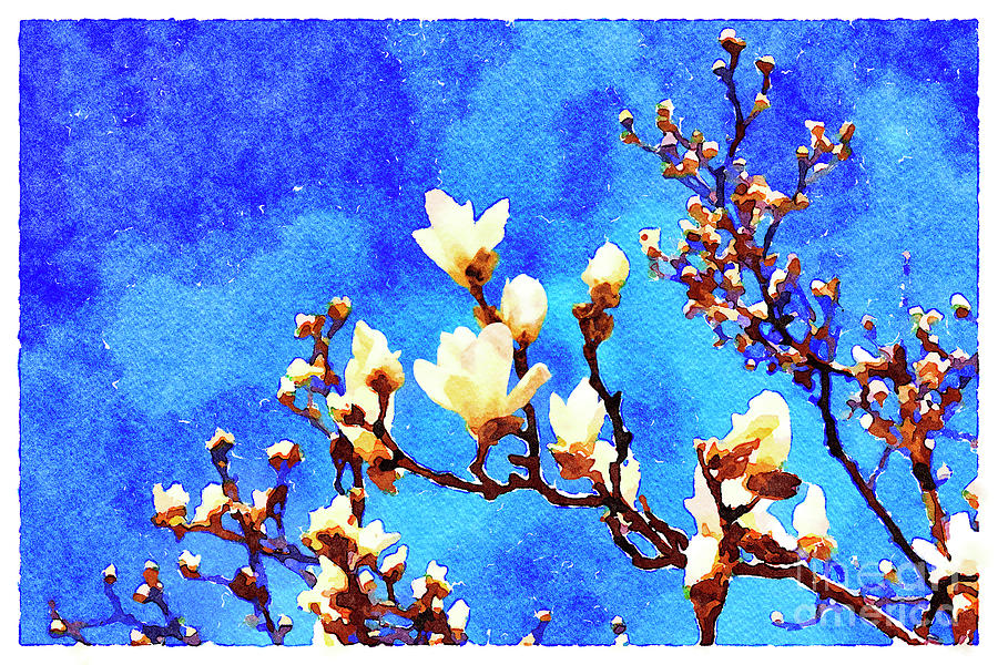 Magnolia Movie Photograph - Magnolia Buds and a Deep Blue Sky, Watercolour by Colin and Linda McKie