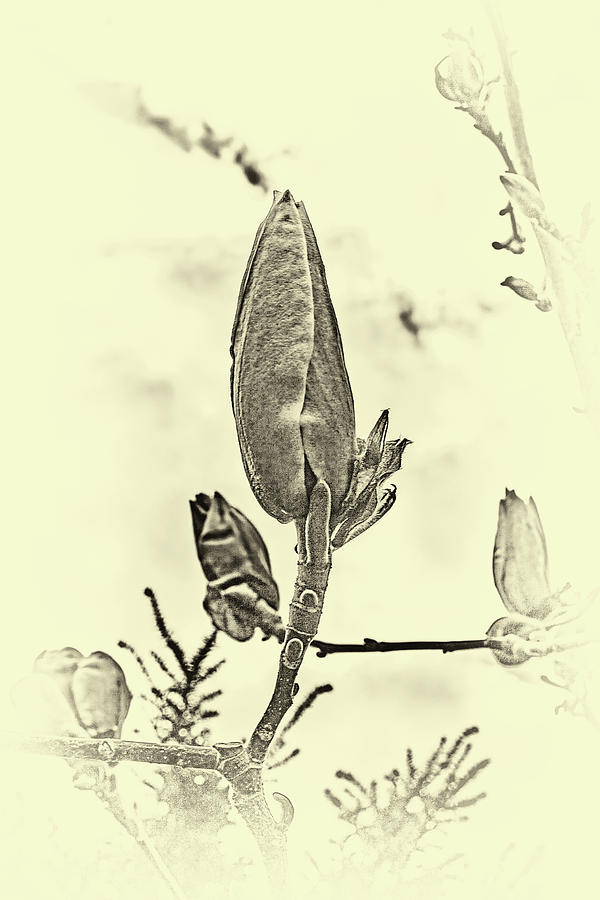 magnolia buds BW  #j7 Photograph