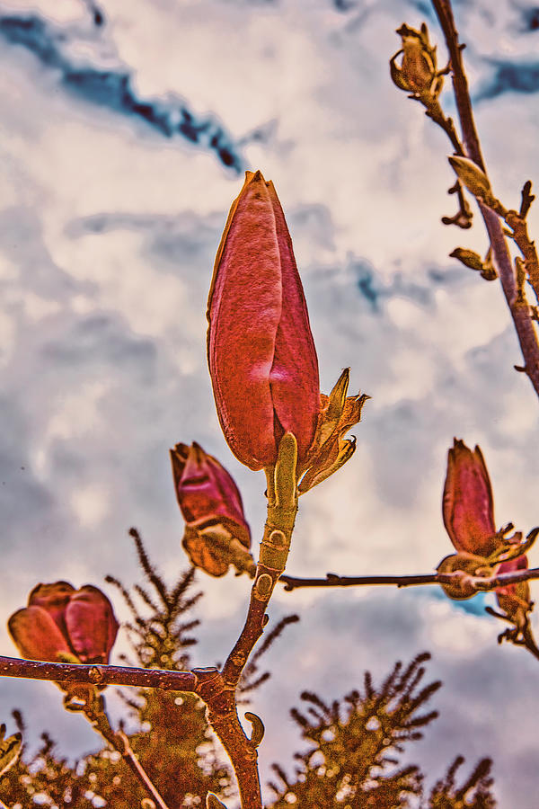 Magnolia buds #j7 Photograph by Leif Sohlman