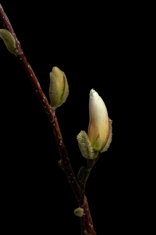 Magnolia Buds on Black Photograph by Cate Franklyn