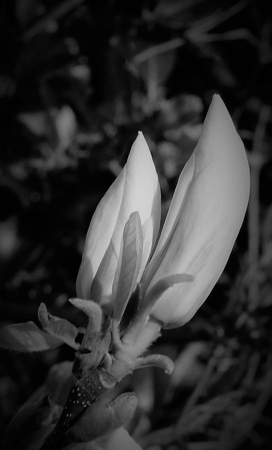 Magnolia Buds Twin Bw Photograph