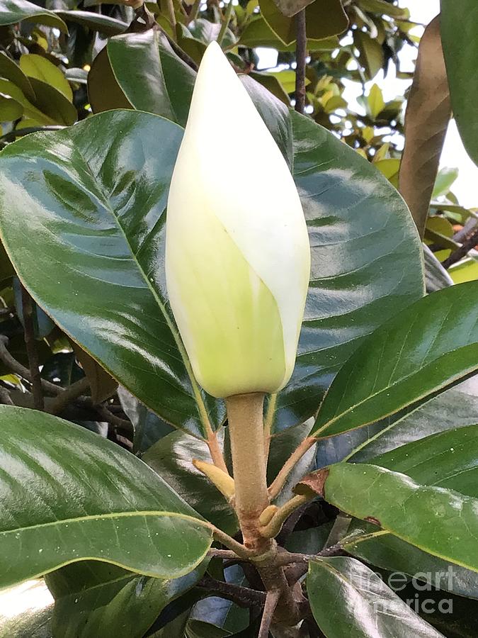 Magnolia Candle Photograph by Catherine Wilson