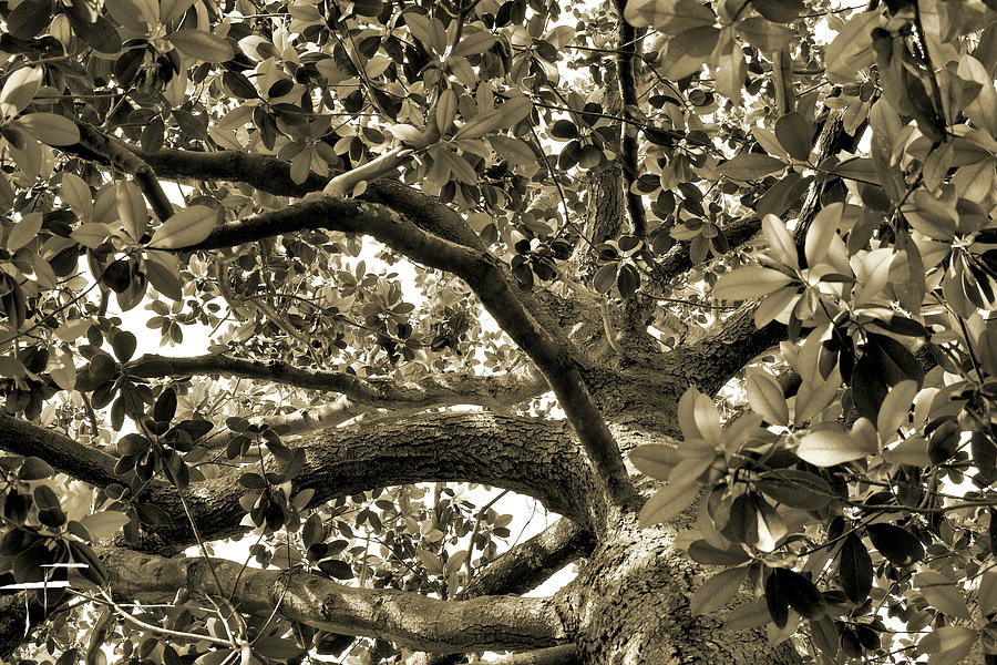Magnolia Climbing Tree Photograph by Theresa Fairchild