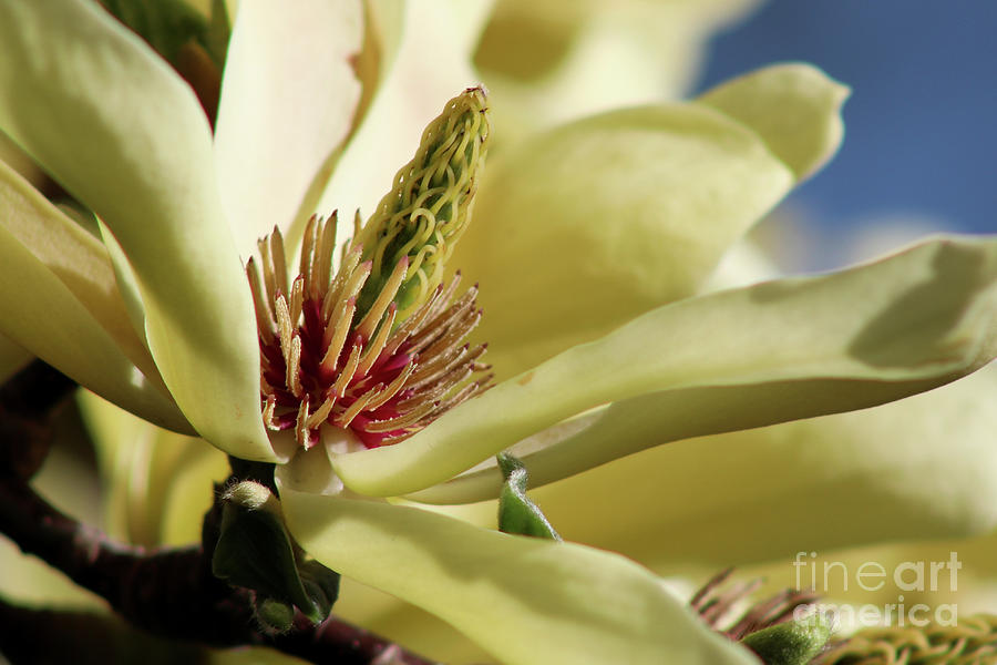 Magnolia Closeup Photograph by Ash Nirale