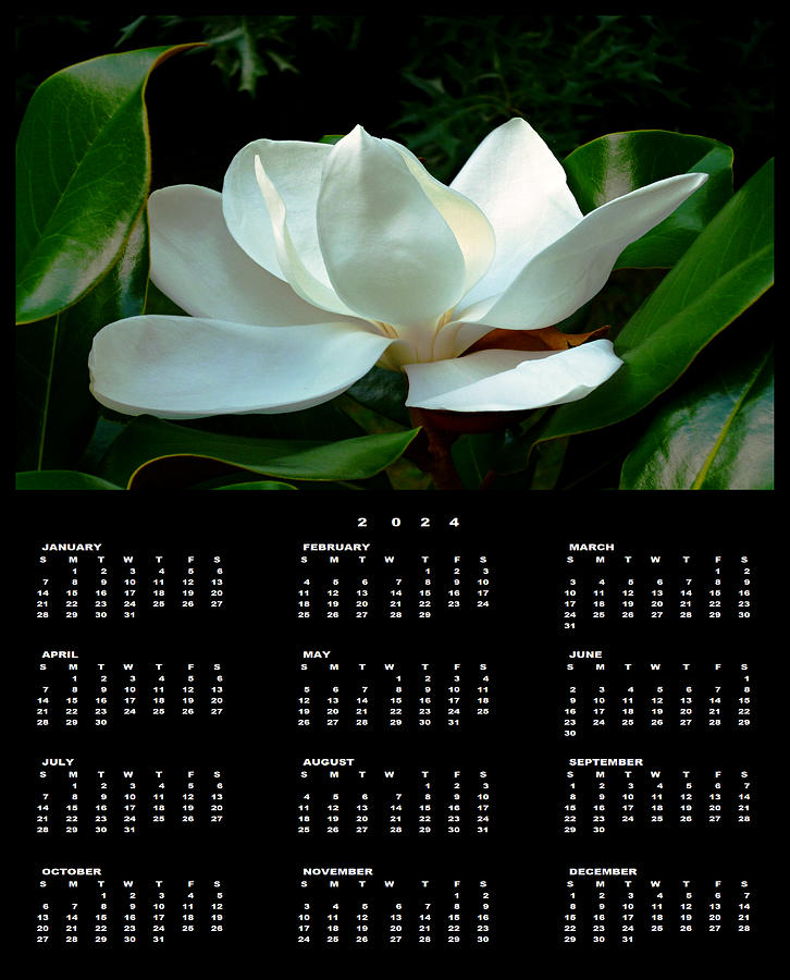 Magnolia Closeup Early Light 2024 Calendar Single Page Photograph by Mike McBrayer