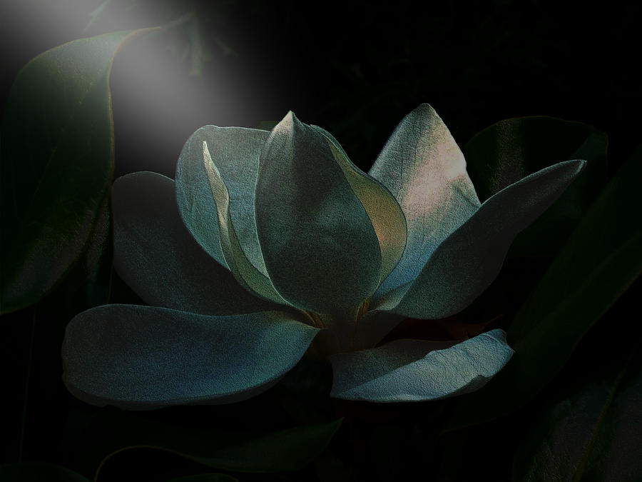 Magnolia Closeup Embossed Spotlight FD77BR Photograph by Mike McBrayer