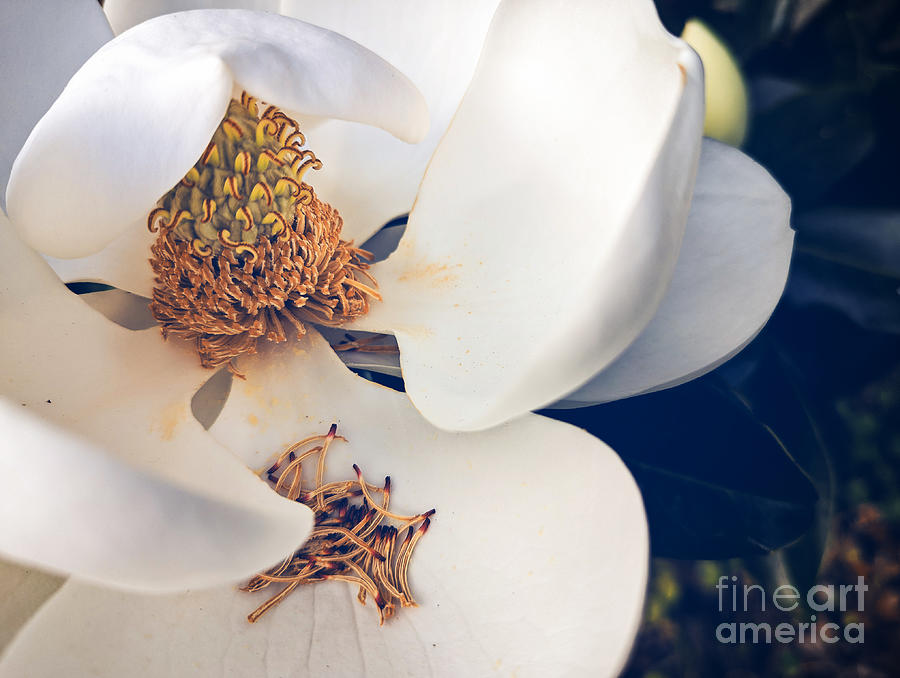 Magnolia Cover Photograph by Robert Knight