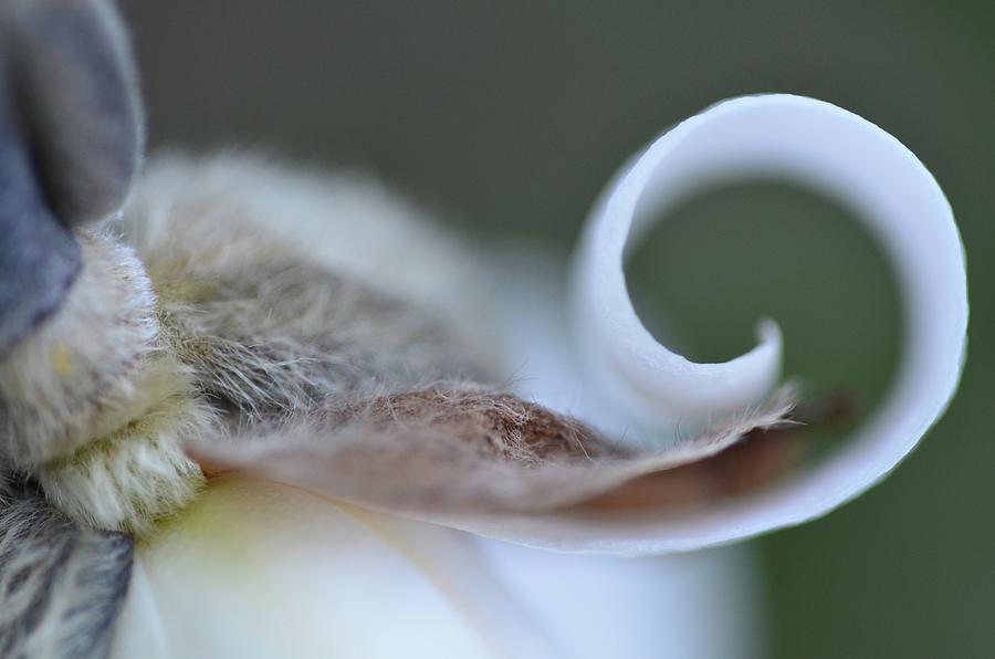 Magnolia Curl Photograph by Greg Hayhoe