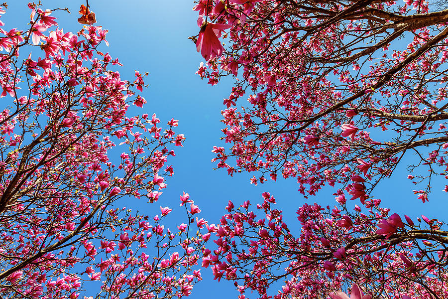 Magnolia Photograph by David Beechum