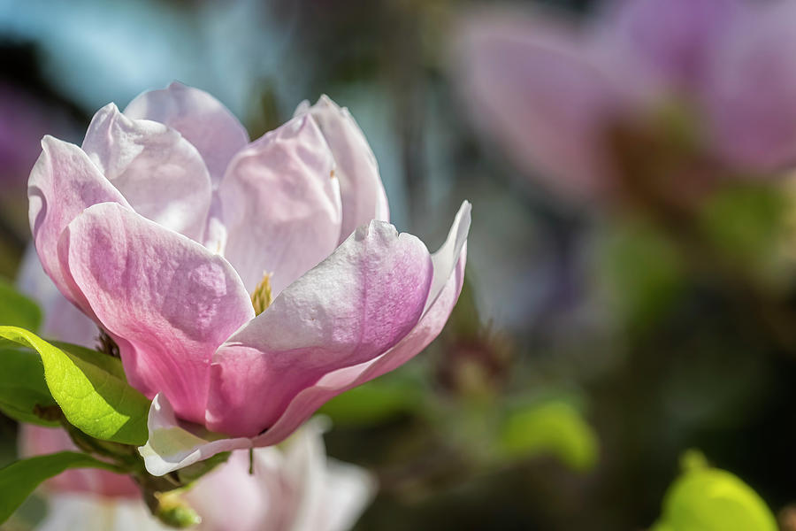 Magnolia Delight Photograph by Belinda Greb