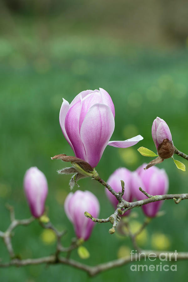 Magnolia Denudata Forests Pink Tree Flower in Spring Photograph by Tim Gainey