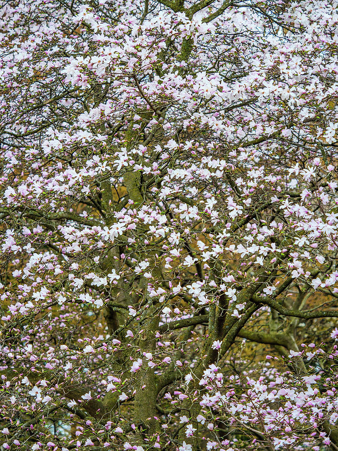 Magnolia display. Pale pink magnolia blossoms in spring. Photograph by Rob Huntley