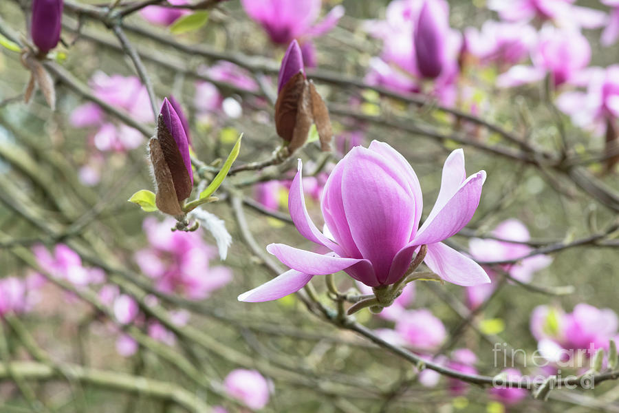 Magnolia Eleanor May Tree Flower in Spring Photograph by Tim Gainey