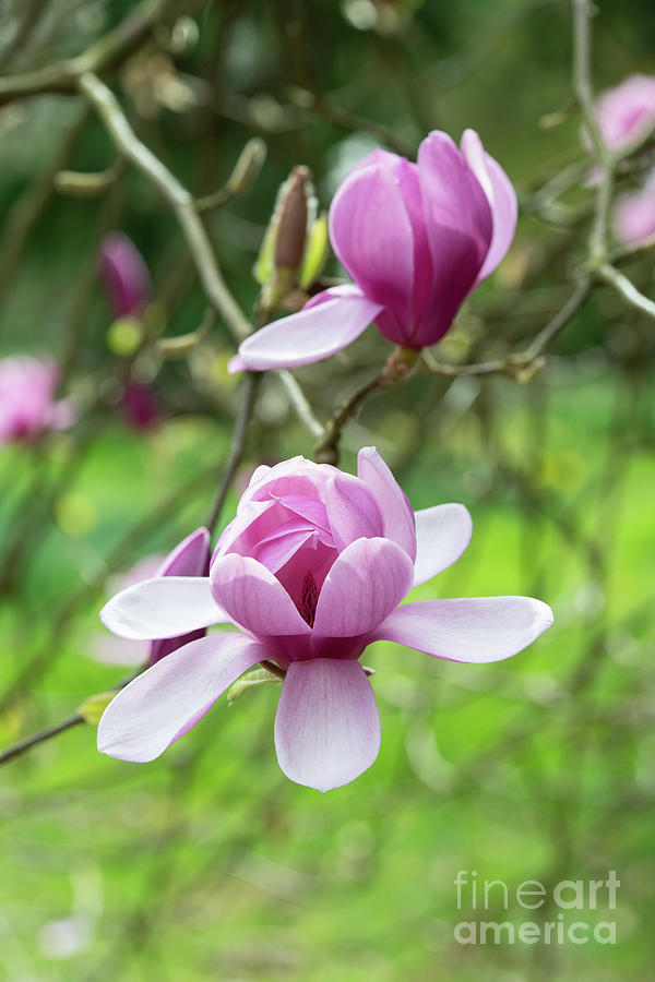 Magnolia Eleanor May Tree Flower Photograph by Tim Gainey