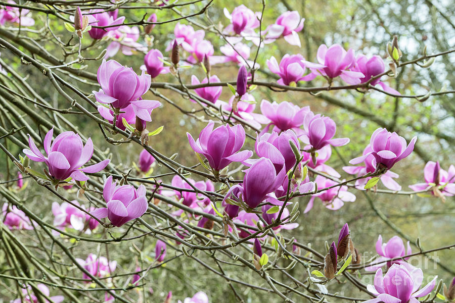 Magnolia Eleanor May Tree Flowers Photograph by Tim Gainey