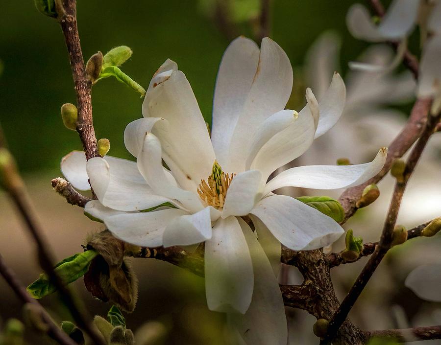 Magnolia Flow Photograph by Susan Rydberg