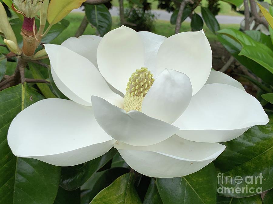 Magnolia Flower 22 - Flower Photography Photograph by Catherine Wilson